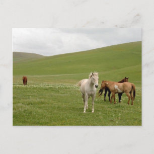Paarden in het Briefkaart van het Weiland