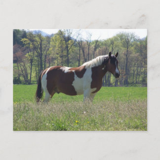 Paarden in het Briefkaart van wilde bloemen