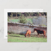 Paarden in het departement briefkaart (Voorkant / Achterkant)