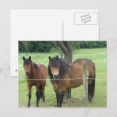 Paarden in het grasland briefkaart (Voorkant / Achterkant)