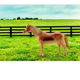 Paarden in het grasland kussen