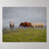 Paarden in het grasland poster (Voorkant)