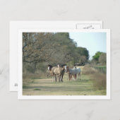 paarden in het land briefkaart (Voorkant / Achterkant)