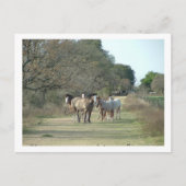 paarden in het land briefkaart (Voorkant)