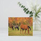 Paarden in het najaar briefkaart (Staand voorkant)