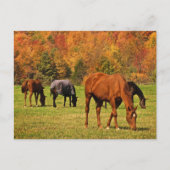 Paarden in het najaar briefkaart (Voorkant)
