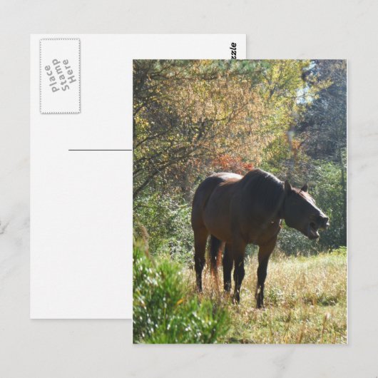 Paarden in het najaar briefkaart (Voorkant / Achterkant)