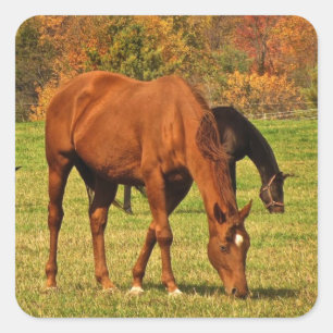 Paarden in het najaar vierkante sticker