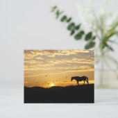Paarden in het Sunset Briefkaart (Staand voorkant)