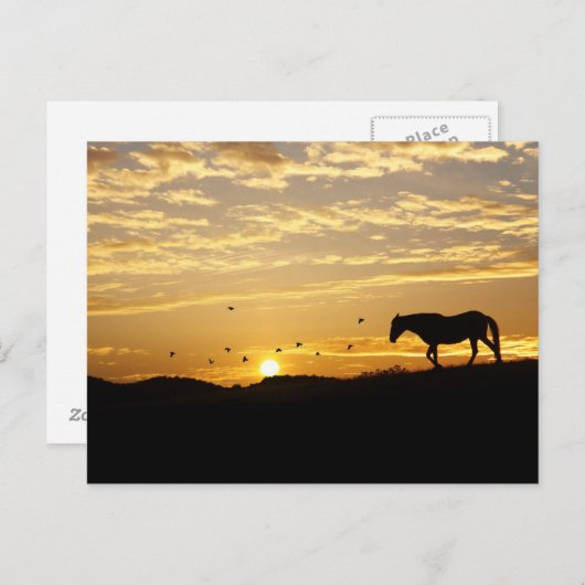 Paarden in het Sunset Briefkaart (Voorkant / Achterkant)