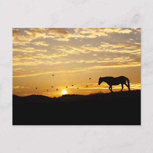 Paarden in het Sunset Briefkaart (Voorkant)