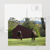 Paarden in het veld briefkaart (Voorkant / Achterkant)