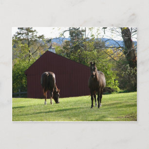 Paarden in het veld briefkaart