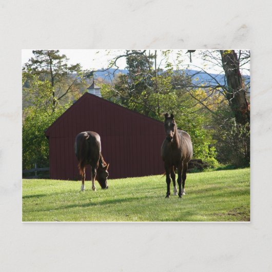 Paarden in het veld briefkaart (Voorkant)