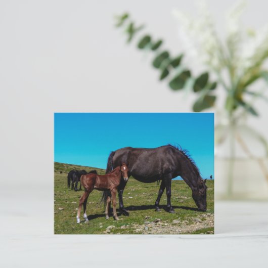 Paarden in het veld briefkaart (Staand voorkant)