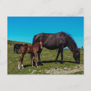 Paarden in het veld briefkaart