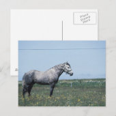 Paarden in het veld briefkaart (Voorkant / Achterkant)