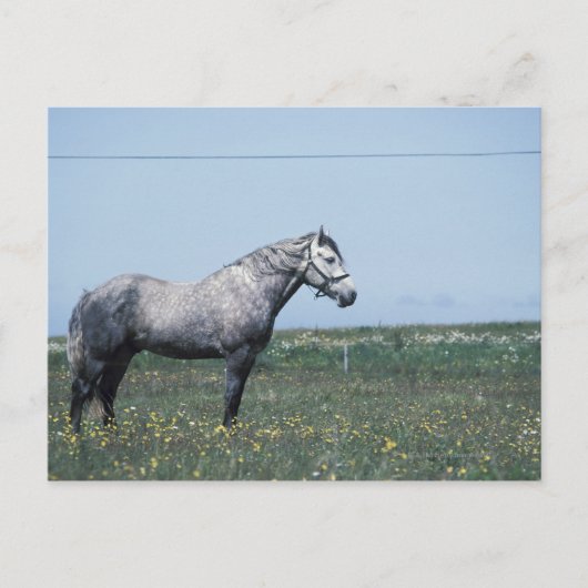 Paarden in het veld briefkaart (Voorkant)