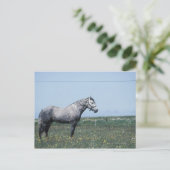 Paarden in het veld briefkaart (Staand voorkant)