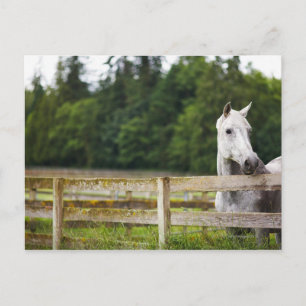 Paarden in het veld die over hek kijken briefkaart