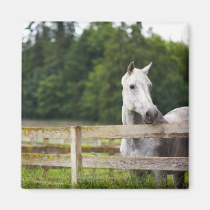 Paarden in het veld die over hek kijken magneet