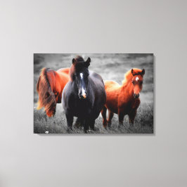 Paarden in het veld Gedeeltelijke kleurenfotografi Canvas Afdruk