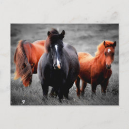 Paarden in het veld Gedeeltelijke kleurenfotografi Feestdagenkaart