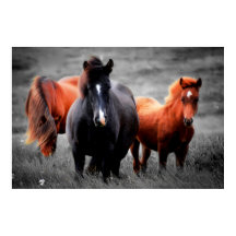 Paarden in het veld Gedeeltelijke kleurenfotografi