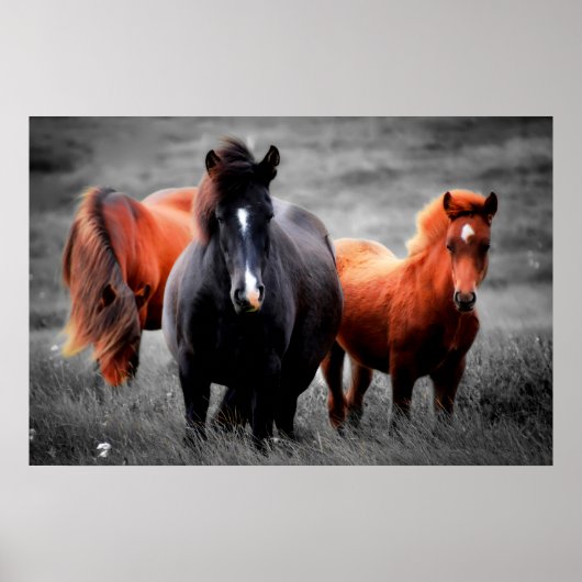 Paarden in het veld Gedeeltelijke kleurenfotografi Poster (Voorkant)