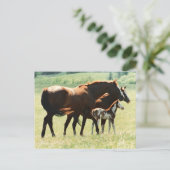 Paarden in het veld met Baby-kleur Briefkaart (Staand voorkant)