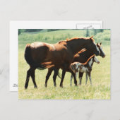 Paarden in het veld met Baby-kleur Briefkaart (Voorkant / Achterkant)