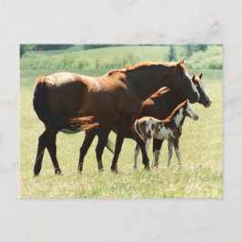 Paarden in het veld met Baby-kleur Briefkaart