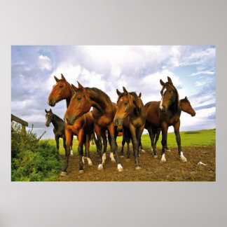 Paarden in het veld poster