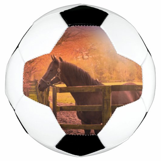 Paarden in het Voetbal van het grasland (Voorkant)