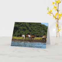 Paarden in het water - Costa Rica