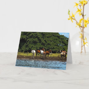 Paarden in het water - Costa Rica Kaart