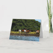 Paarden in het water - Costa Rica Kaart (Voorkant)