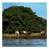Paarden in het water - Costa Rica Perfect Poster (Voorkant)