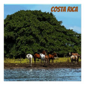 Paarden in het water - Costa Rica Perfect Poster (Voorkant)