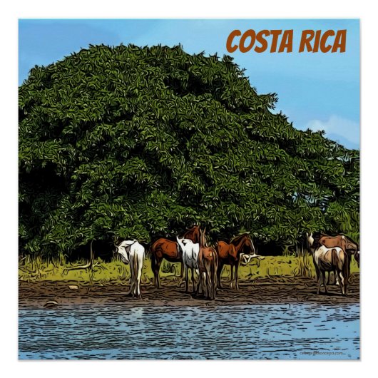 Paarden in het water - Costa Rica Perfect Poster (Voorkant)