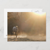 Paarden in het zonlicht briefkaart (Voorkant / Achterkant)