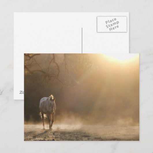 Paarden in het zonlicht briefkaart (Voorkant / Achterkant)