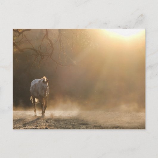Paarden in het zonlicht briefkaart (Voorkant)