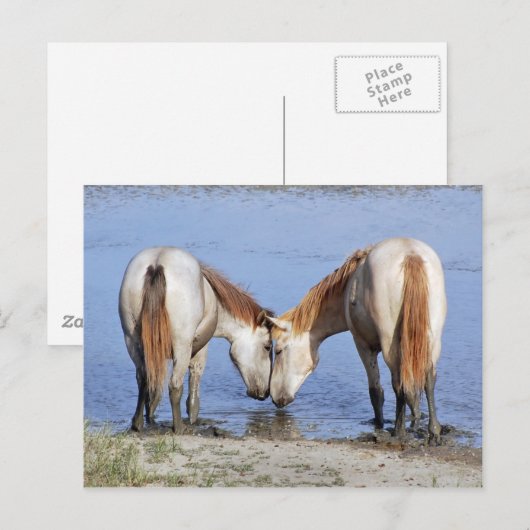 PAARDEN IN LIEFDE BRIEFKAART (Voorkant / Achterkant)