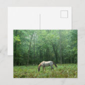 Paarden in Meadow Briefkaart (Voorkant / Achterkant)