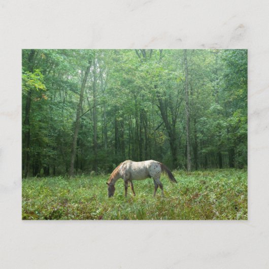 Paarden in Meadow Briefkaart (Voorkant)