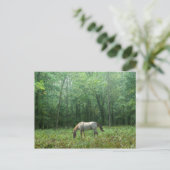 Paarden in Meadow Briefkaart (Staand voorkant)