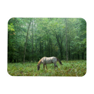 Paarden in Meadow Magneet