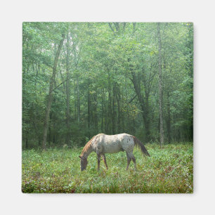 Paarden in Meadow Magneet