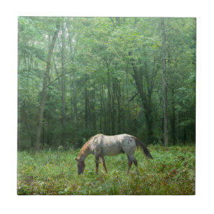 Paarden in Meadow Tegeltje